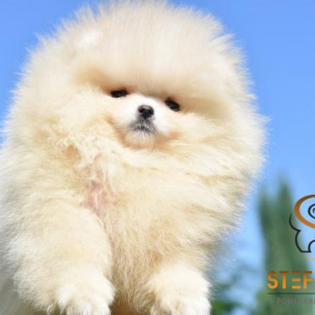 Pomerániai spitz kölykök