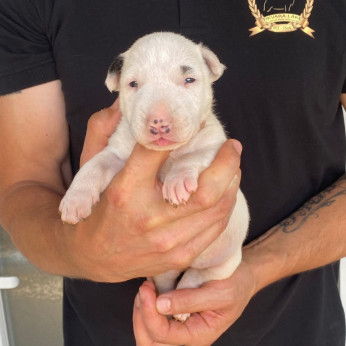Normál bullterrier kölykök