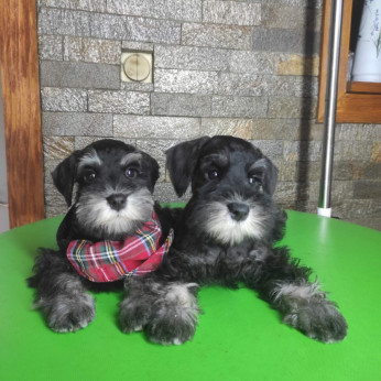 Miniatűr schnauzer GYÖNYÖRŰ kutyusok