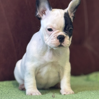 Franciai Bulldog – Kiváló kölyökkutyák