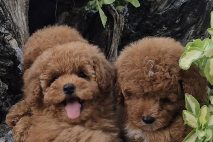 Uszkárok és maltipoo-k, gyönyörű kölykök