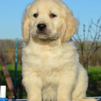 Golden retriever kölykök