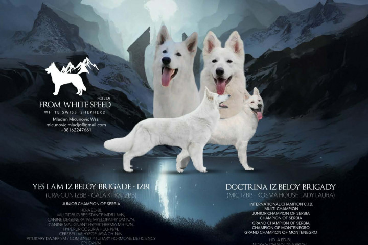 Fehér svájci juhászkutya – Kölyökkutyák