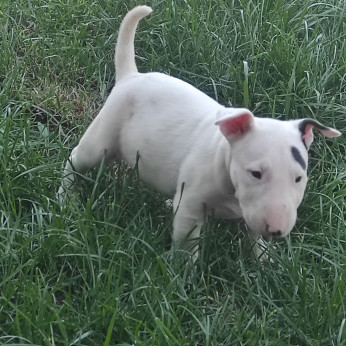 Bullterrier kölykök