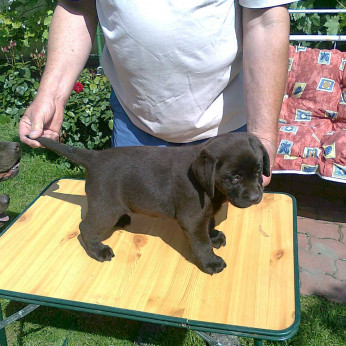 Labrador retriever kiskutyák