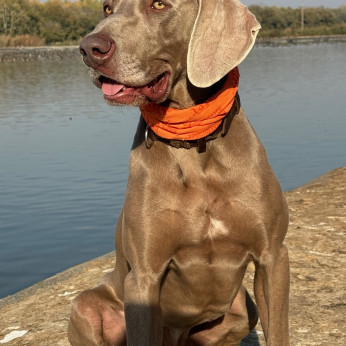Weimari vizsla kölyök kutya (kék és szürke)