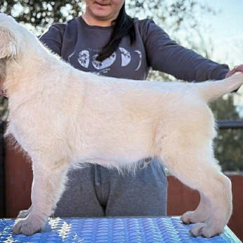 Arany retriever kölyökkutyák