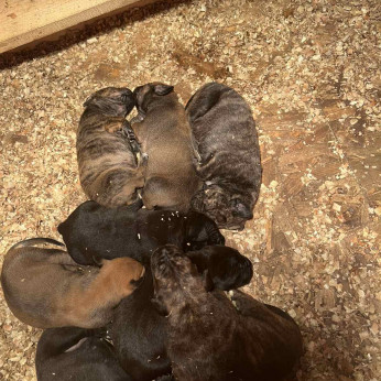 Dél-afrikai masztiff – Boerboel kiskutyák