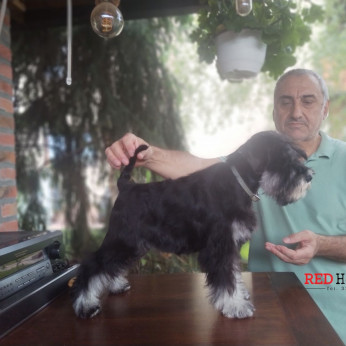 Miniatűr schnauzer Kislány kölyök - Törpeschnauzer