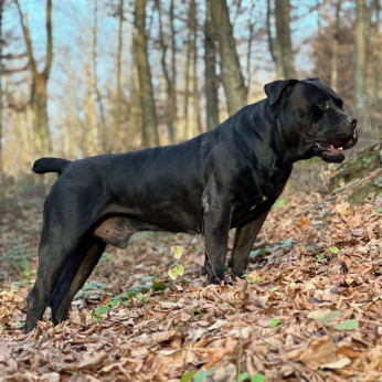 Dél-afrikai masztiff – Boerboel kiskutyák