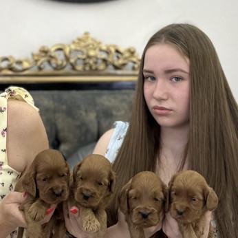 Cockapoo kölykök