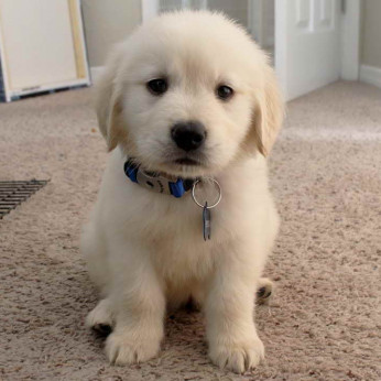 Golden retriever