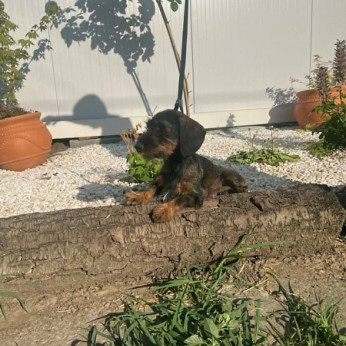 Drótszőrű tacskó kölykök, prémium kategóriás