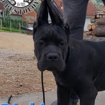 Cane Corso kölykök