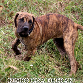Presa Canario gyönyörű kiskutyák