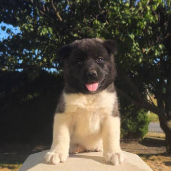Amerikai akita TOP kölykök