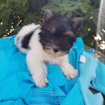 Biewer yorkshire yorki 3 hónapos kisfiú 3 x oltva gazdit keres!