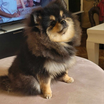 Pomerániai BOO TOP osztályú kölykök