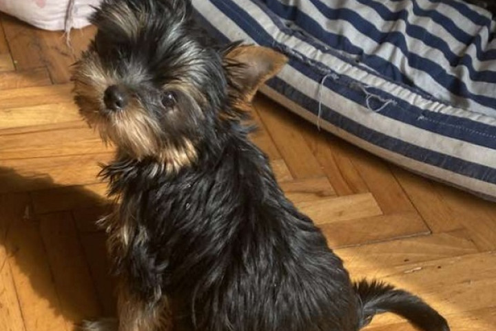 Miniatűr Yorkshire Terrier kölykök