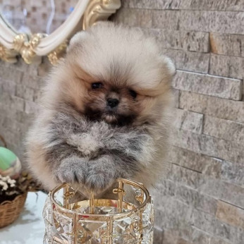 Pomerániai Boo, Tea csésze női