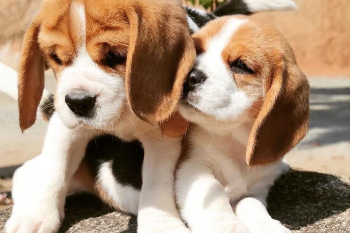 Kiváló fajtatiszta, egészséges beagle kölykök