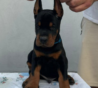 Doberman kiskutyák eladók