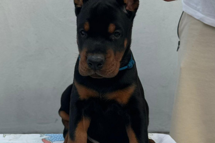 Doberman kiskutyák eladók