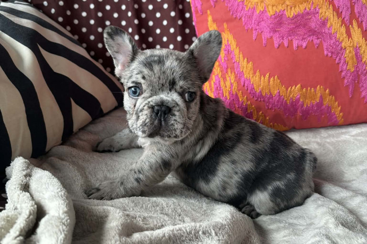 Francia bulldog merle kisfiú