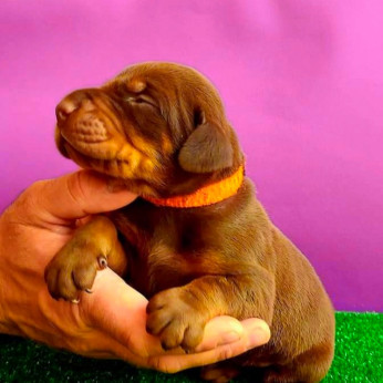 Doberman GYÖNYÖRŰ kutyusok