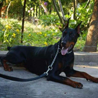 Doberman kiskutyák eladók