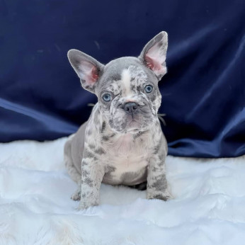 Francia bulldogok eladók. Üzleti WhatsApp: +37256348129