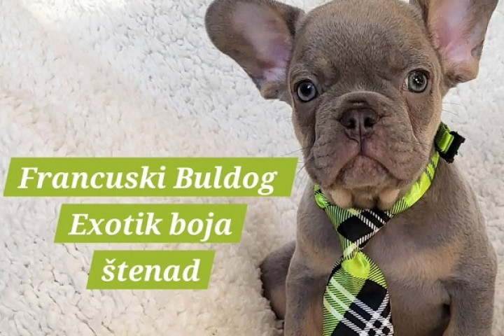 Francia bulldog kölykök egzotikus színben