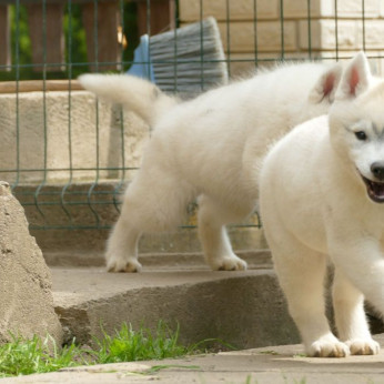 szibériai husky GYÖNYÖRŰ kutyusok