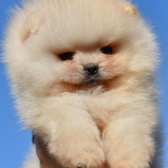 Pomeranian Boo kölykök