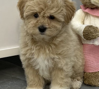 Maltipoo kölykök