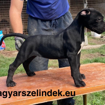 Szelindek típusú kiskutyák