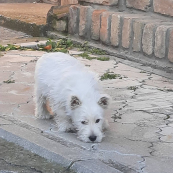 West Highland White Terrier - Westie