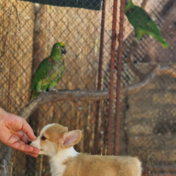 Welsh Corgi Pembroke – Gyönyörű kölykök