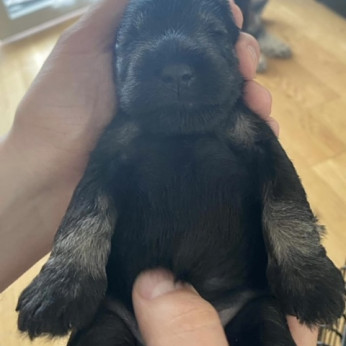 Miniatűr schnauzer kölykök