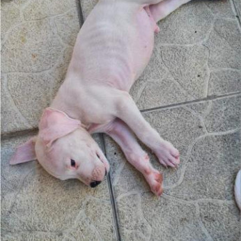 Dogo Argentino – Gyönyörű kölykök