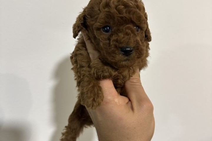 Vörös és barackszínű toy uszkárok