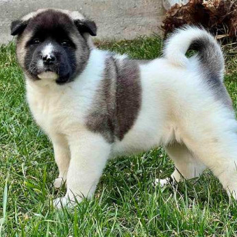 Amerikai akita, TOP kölykök
