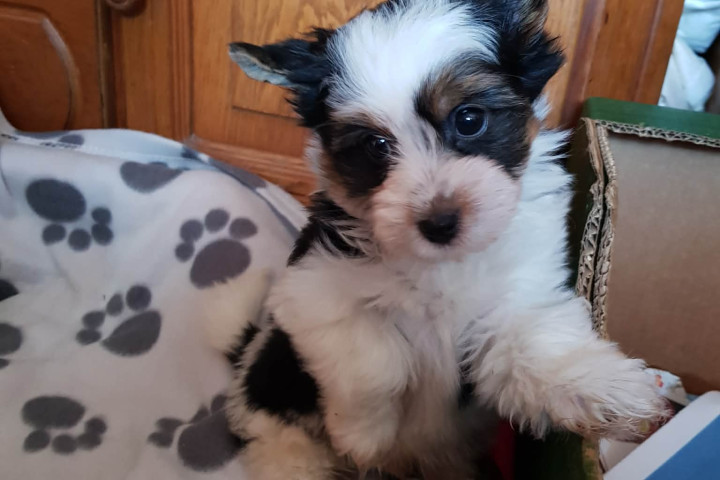 Biewer Yorki Yorkshire Terrier 2 hónapos kisfiú eladó!