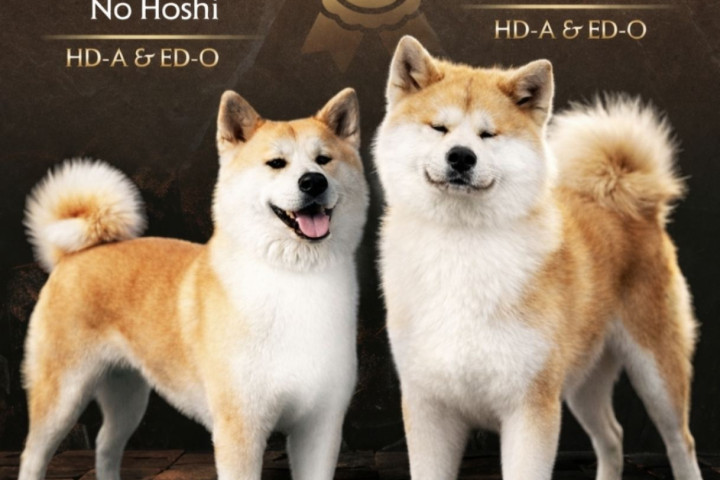 Akita Inu – Gyönyörű FCI kölykök