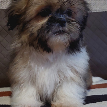 Shih-tzu babák Eladók!