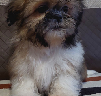 Shih-tzu babák Eladók!