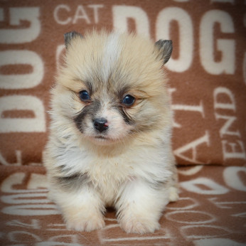 Welsh Corgi Pembroke kölykök
