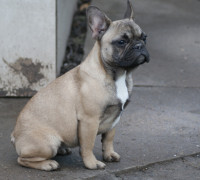 francia bulldog
