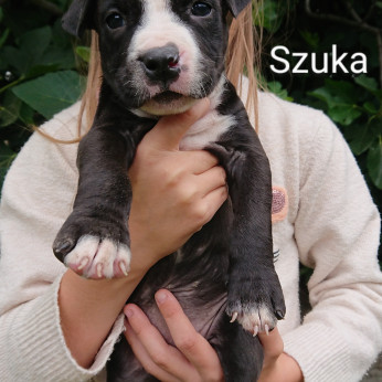 Eladó Amstaff kölykök
