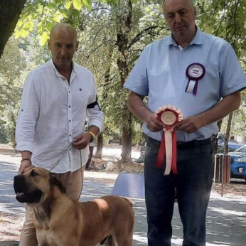 Dél-afrikai masztiff - Boerboel kölykök